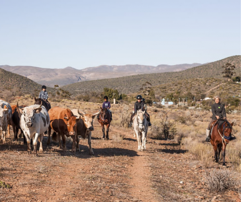 Pony Camp – Klein Karoo Horse Adventures