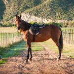 Read more about the article Ode to the horse